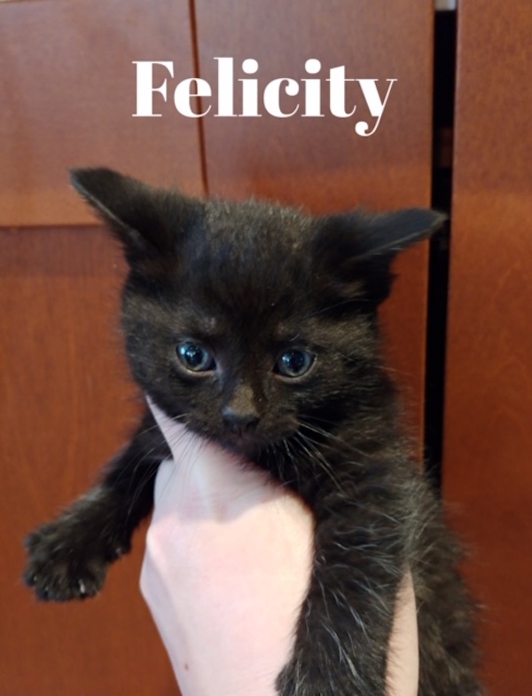 Rescue kitten named Felicity. For adoption. Toronto GTA