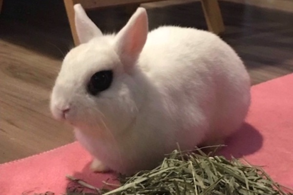 Norma. Hotot rabbit for adoption