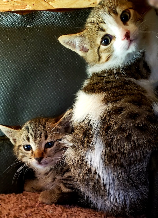 Pinkey and Perky. Kittens for adoption