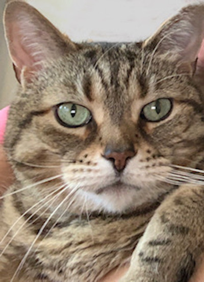 Luna. Female tabby cat for adoption