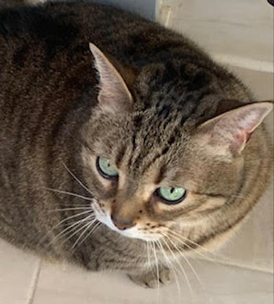 Luna. Female tabby cat for adoption