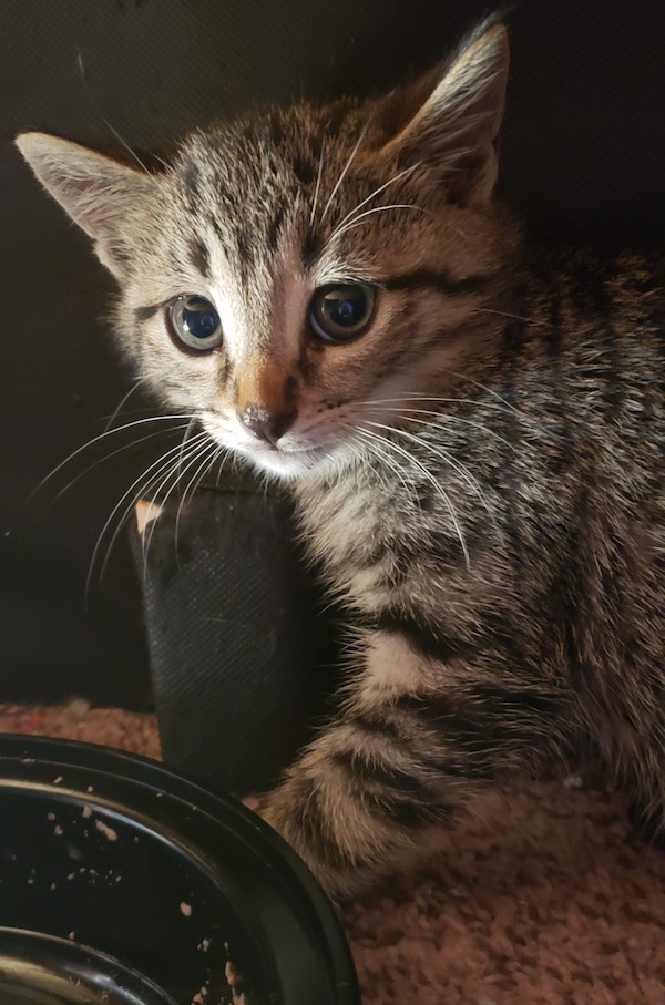 Perky. Kitten for adoption. Toronto GTA