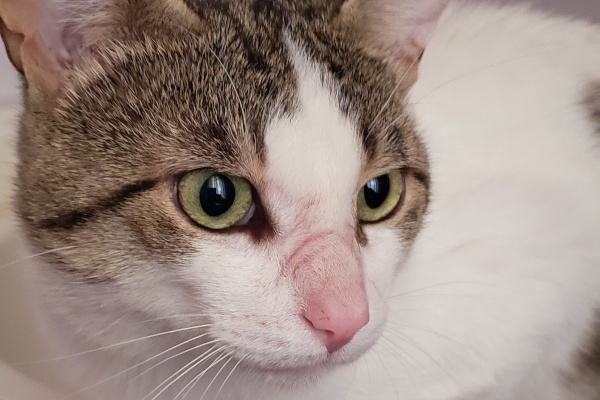 BradKitt. Male cat for adoption toronto gta