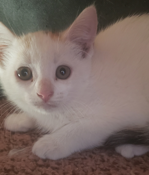 Star. Rescue kitten for adoption. Toronto, Durham Region, GTA