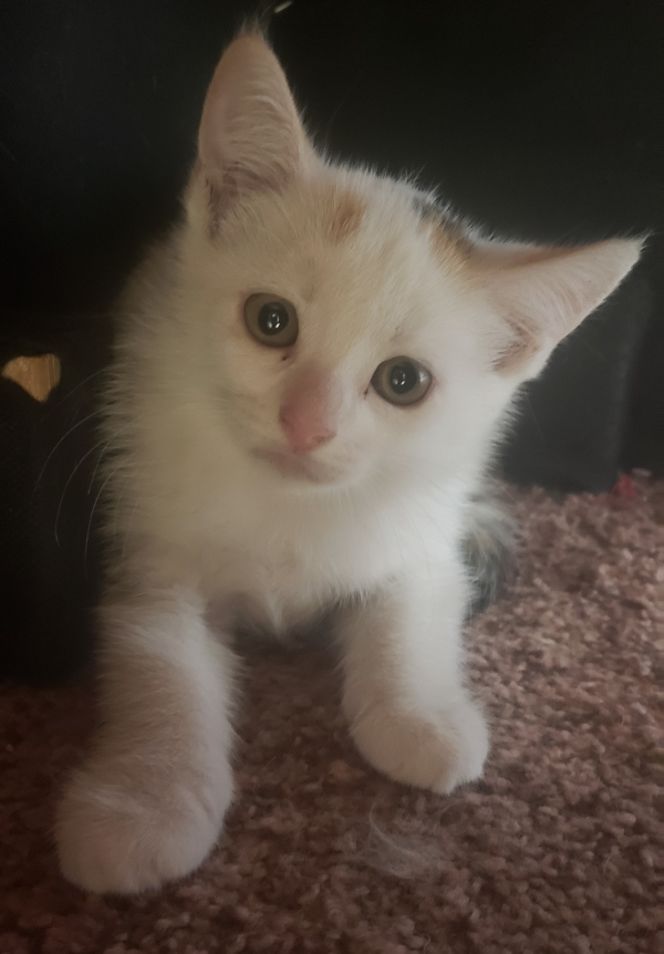 Star. Rescue kitten for adoption. Toronto, Durham Region, GTA