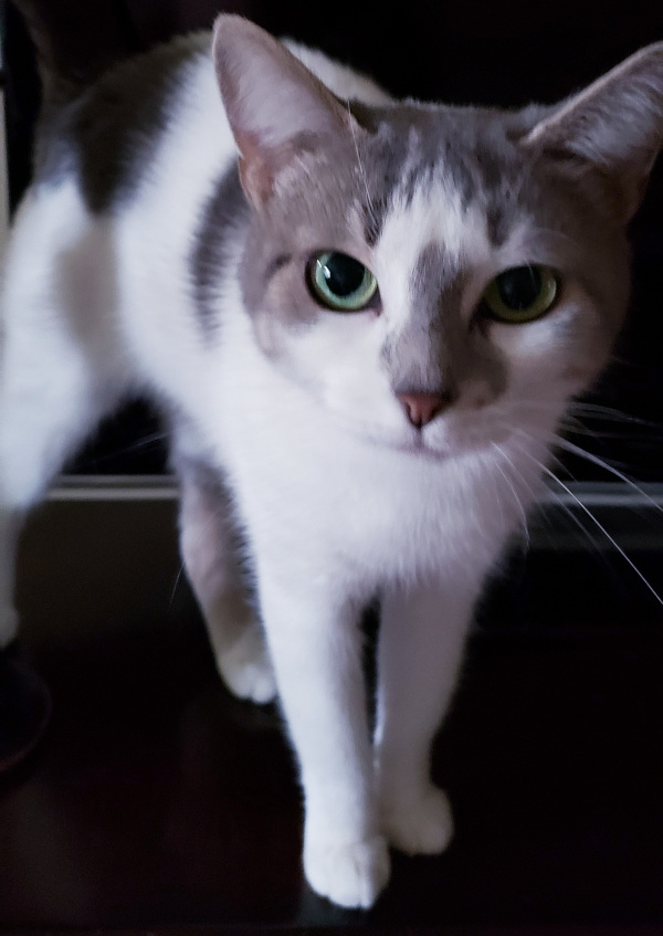 Snow. Female cat needs new home. for adoption. Durham Region, Toronto GTA