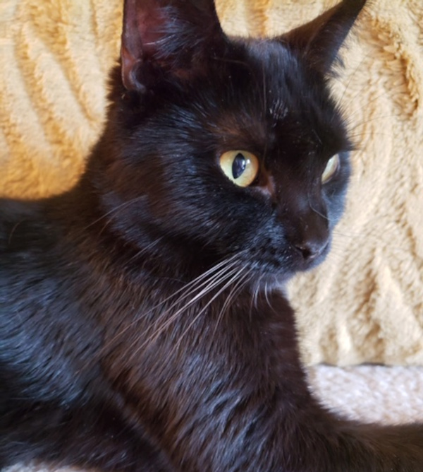 Beauty. young male cat for adoption durham region toronto gta