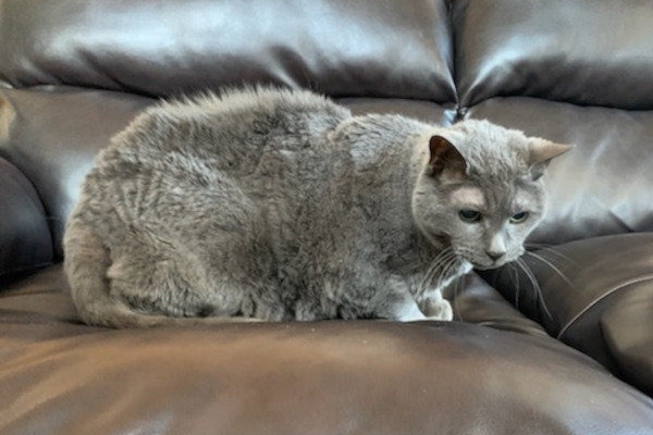 Misty and Cocoa. Senior cats for adoption, need a home