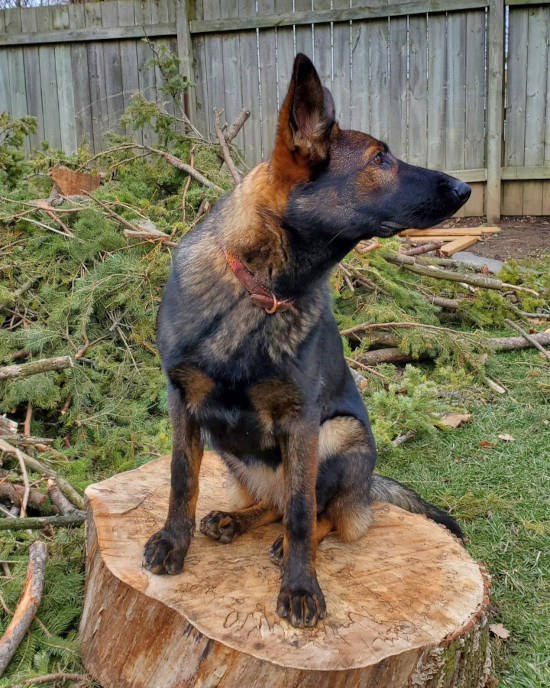 Storm. Special German Shepherd pup needs special home.