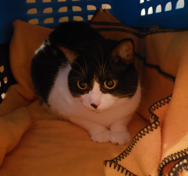 Mimi. Cat for adoption. toronto durham region gta