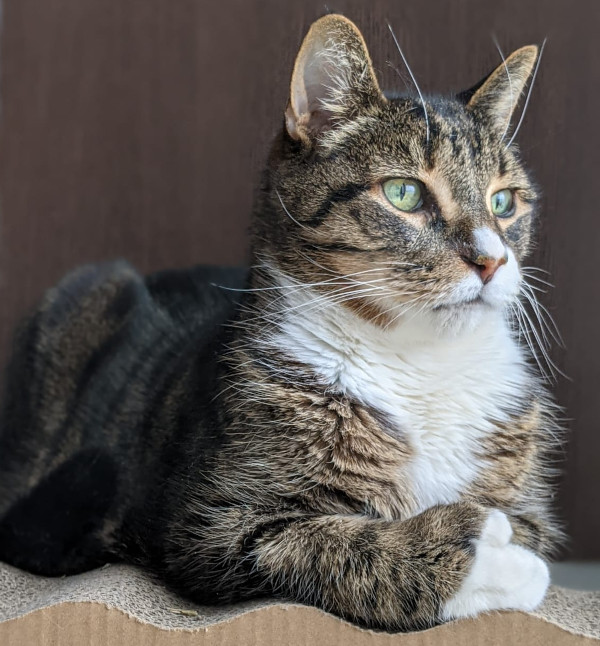 Sam. Male Cat needs new home, Toronto GTA