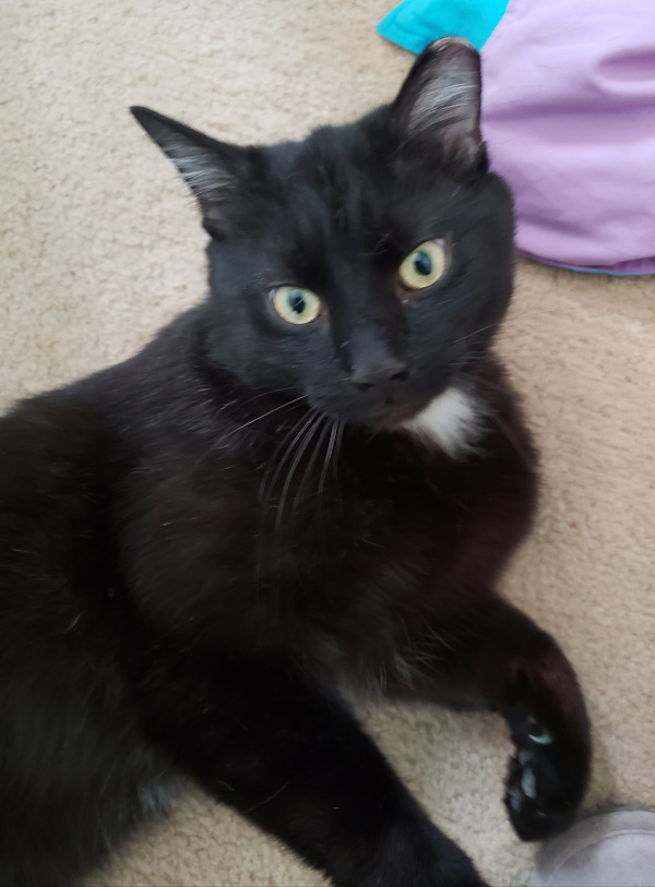 Orion. cat for adoption toronto gta