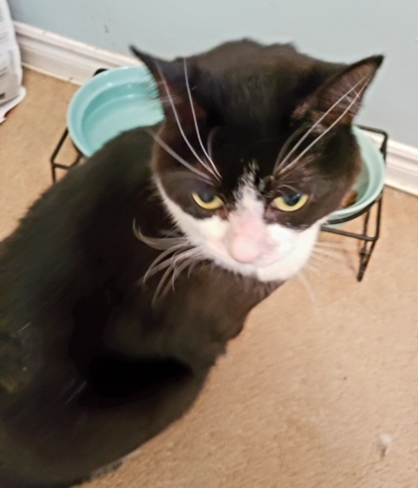 Ciao Bella. spayed, female cat for adoption toronto gta