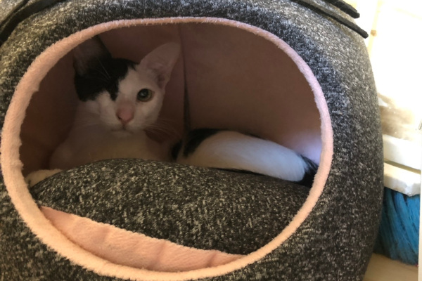 Dunkin. Cat for adoption toronto gta