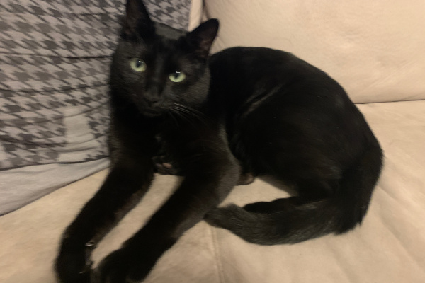 Salem. male cat needs new home, for adoption