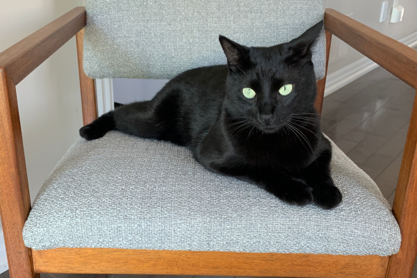 Salem. male cat needs new home, for adoption