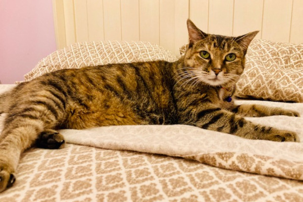 Adoptable Cat Valentine. Durham Reg, Toronto GTA pet adopt