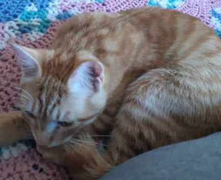 Ginger. Young cat for adoption. Durham Region,Toronto,GTA