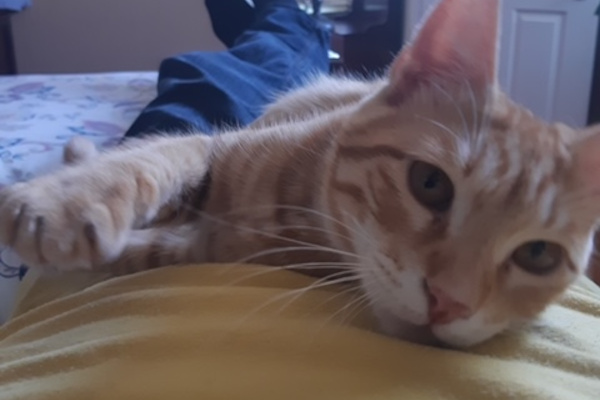 Ginger. Young cat for adoption. Durham Region,Toronto,GTA