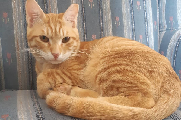 Ginger. Young cat for adoption. Durham Region,Toronto,GTA