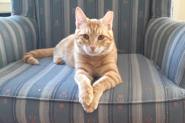 Ginger. Young cat for adoption. Durham Region,Toronto,GTA