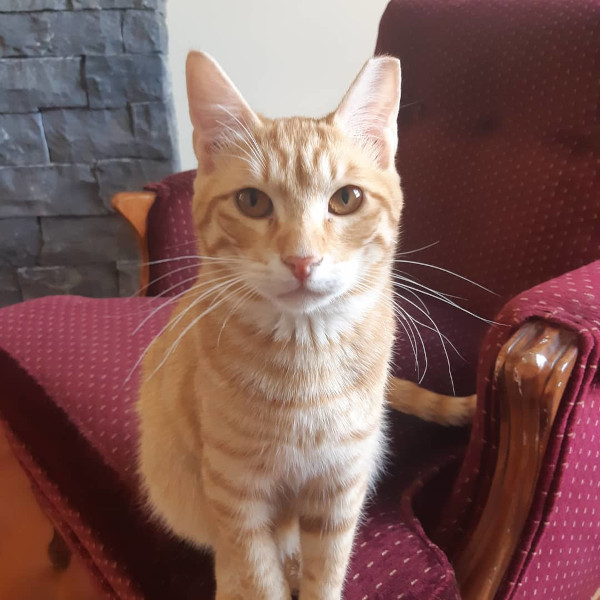 Ginger. Young cat for adoption. Durham Region,Toronto,GTA