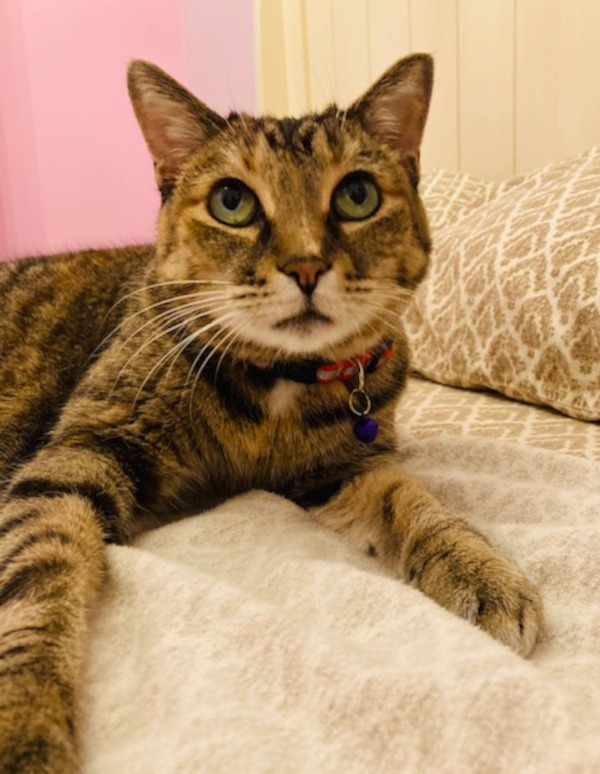 Adoptable Cat Valentine. Durham Reg, Toronto GTA pet adopt