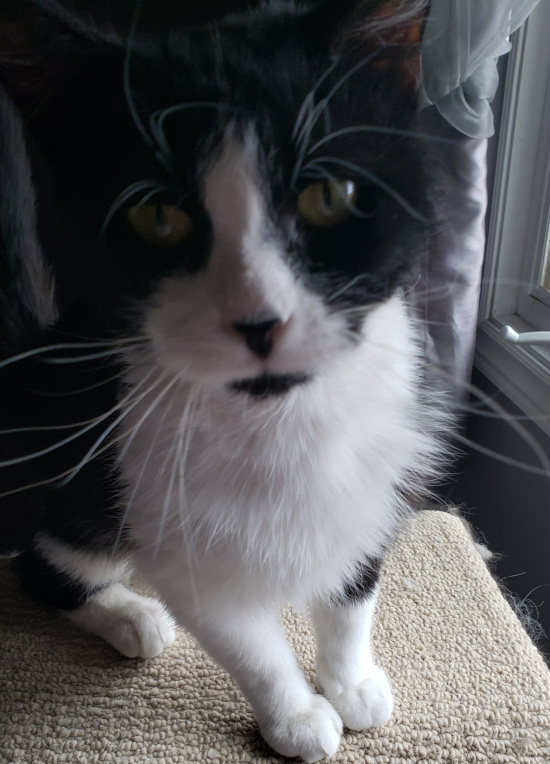 Zipper. male cat for adoption, toronto, durham region, gta