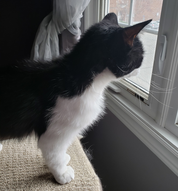 Zipper. male cat for adoption, toronto, durham region, gta