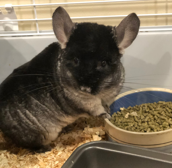 Gizmo. Young Chinchilla for adoption.