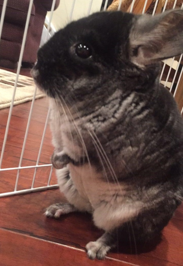 Gizmo. Young Chinchilla for adoption.