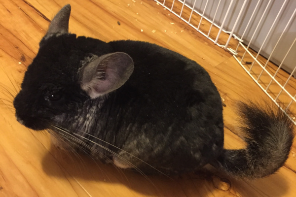 Gizmo. Young Chinchilla for adoption.