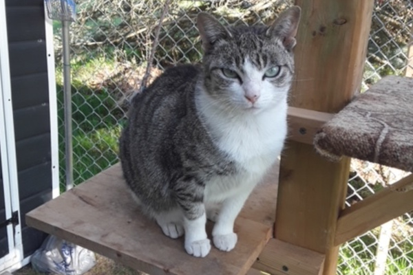 Incy and Tigress. Best Friend Cats for adoption