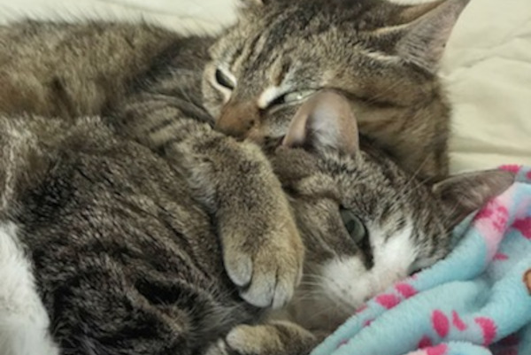 Incy and Tigress. Best Friend Cats for adoption