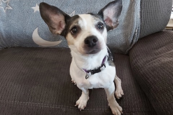 Cuddles. Adorable, healthy, senior dog for adoption