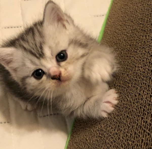 adoptable kitten named Link.