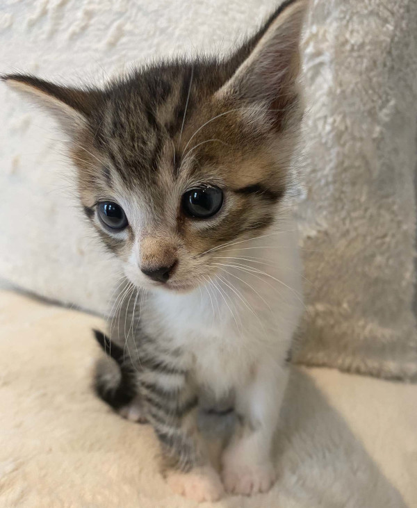 Fluff. Kitten for adoption. Durham Region, Toronto GTA