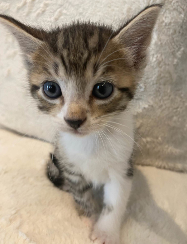 Fluff. Kitten for adoption. Durham Region, Toronto GTA