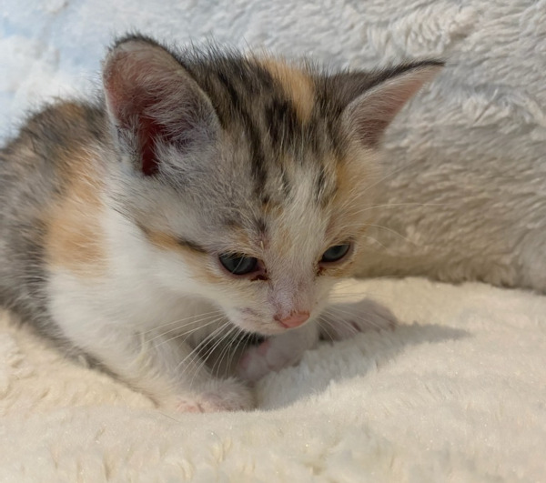 Ginger. kitten for adoption durham region, toronto gta