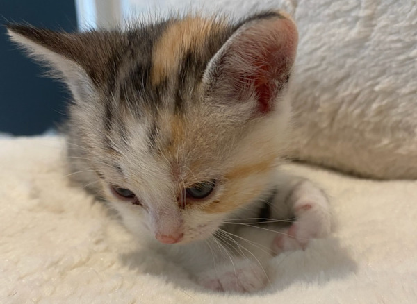 Ginger. kitten for adoption durham region, toronto gta