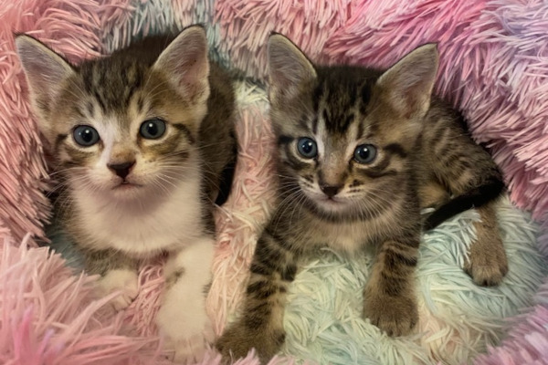 Fluff and Dexter. kittens for adoption