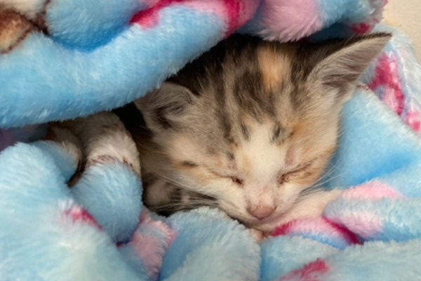 Ginger. kitten for adoption durham region, toronto gta