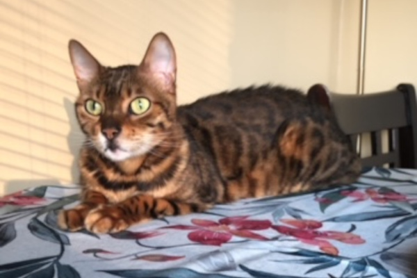 Mia. Bengal cat for adoption