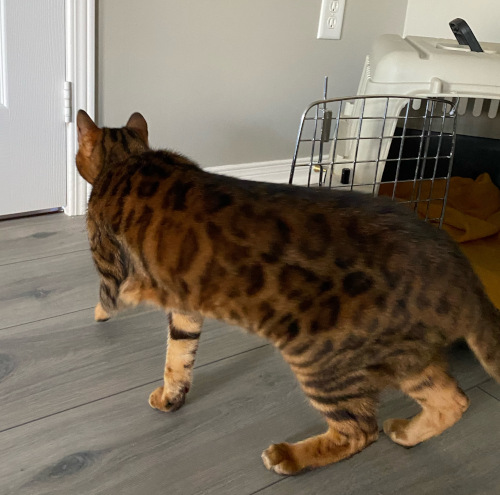 Mia. Bengal cat for adoption