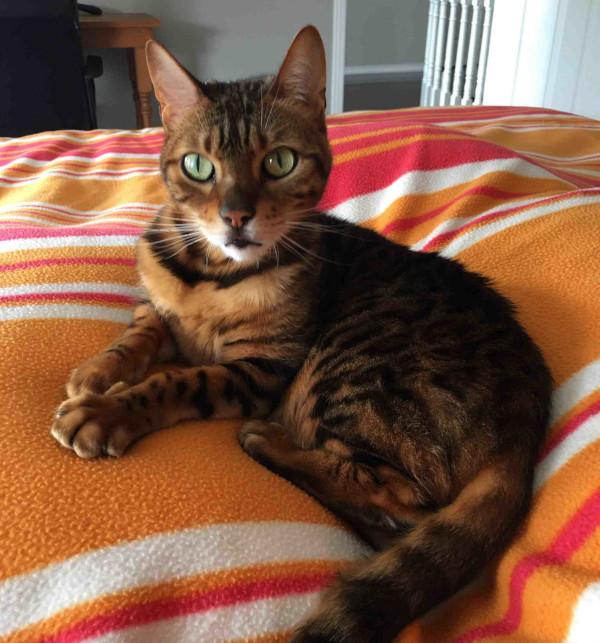 Mia. Bengal cat for adoption