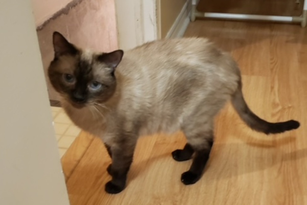 Caesar. Siamese cat for adoption