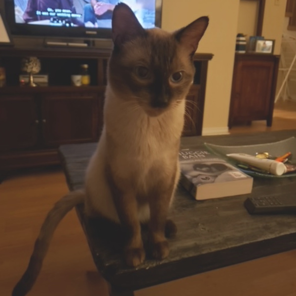 Julius. Siamese cat for adoption