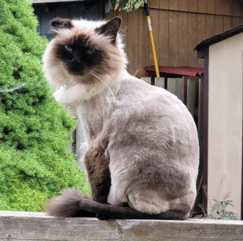 Bobo. Declawed, Siamese cross cat for adoption