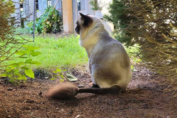 Bobo. Declawed, Siamese cross cat for adoption