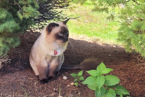 Bobo. Declawed, Siamese cross cat for adoption